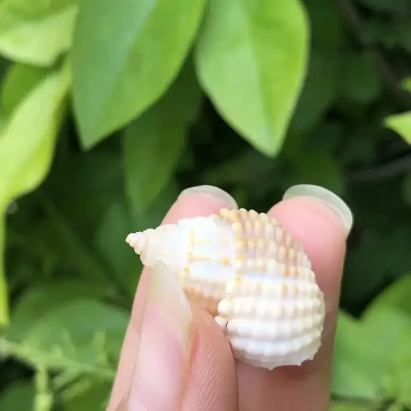 2 шт. сменные ракушки для аквариума