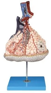 

Человеческая дыхательная система, легочная лёгкая, Lobular, увеличенная анатомическая медицинская обучающая модель