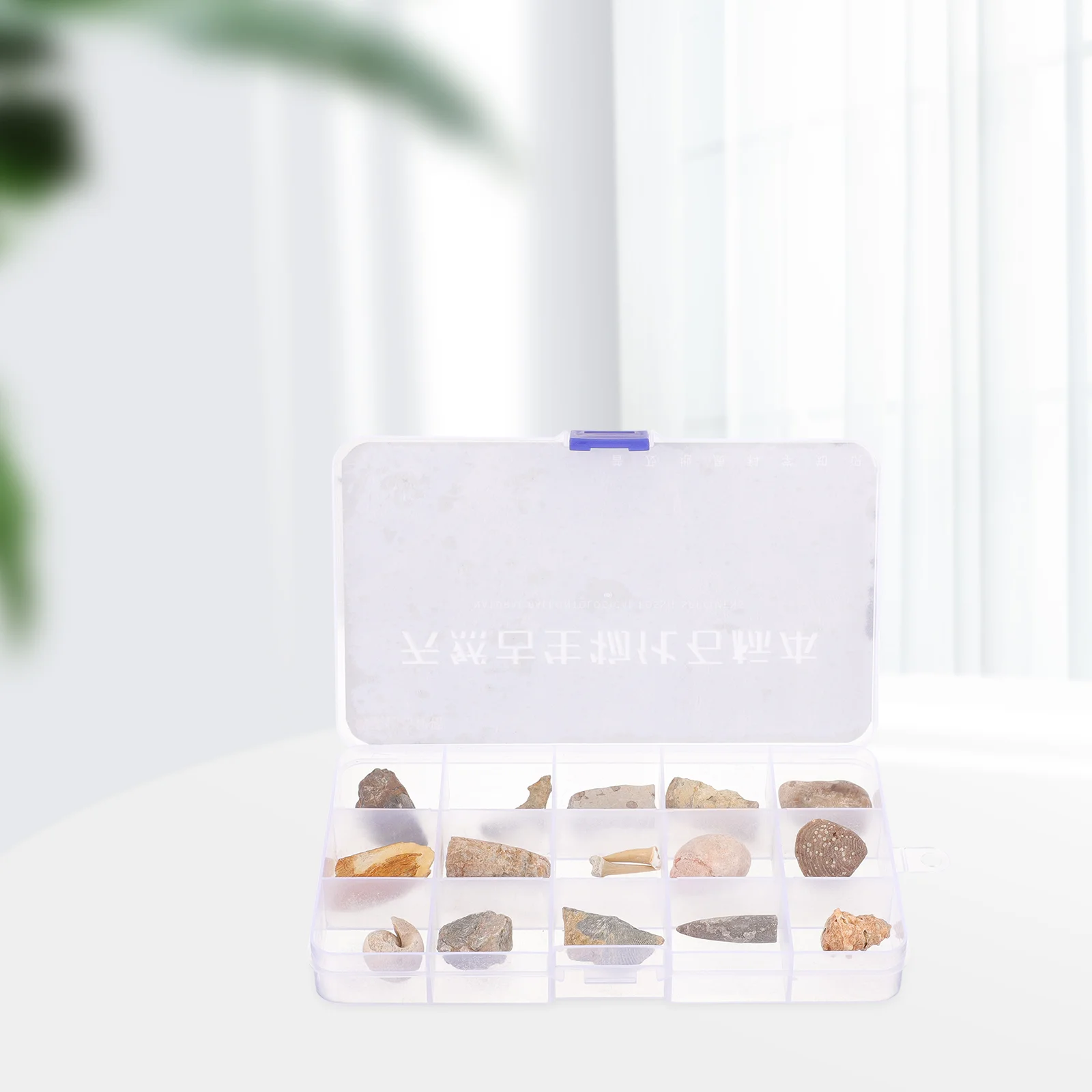 

Biological Specimens Real Fossils Classroom Teaching Model Decor Home Decoration Digging Kit Puzzle Toys Table Adornment