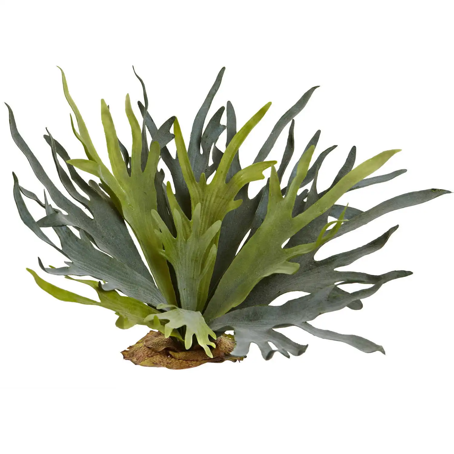 

21" Staghorn Fern, Set of 2