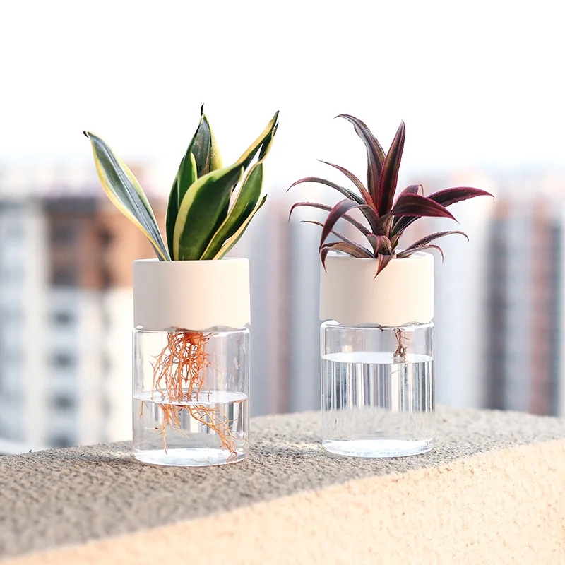 

Simple Transparent Hydroponic Pots Green Dill Plastic Flower Pots Round Utensils Living Room Office Home Decorations