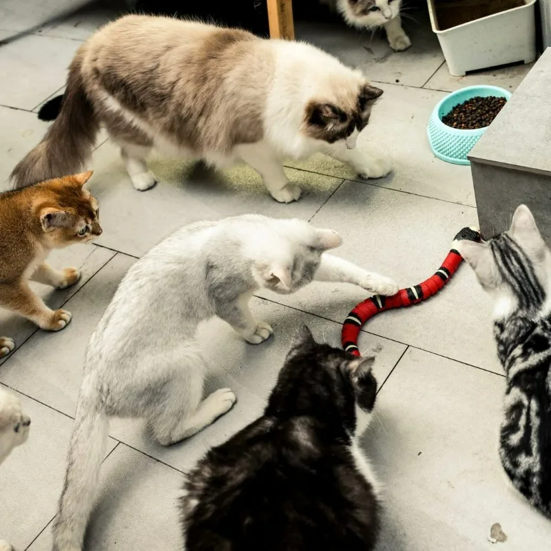 

Electric Funny Cat Toys Self-hi Deboring Artifact Obstacle Avoidance Induction Snake Simulation Snake Intelligent Cat Toy Suppli