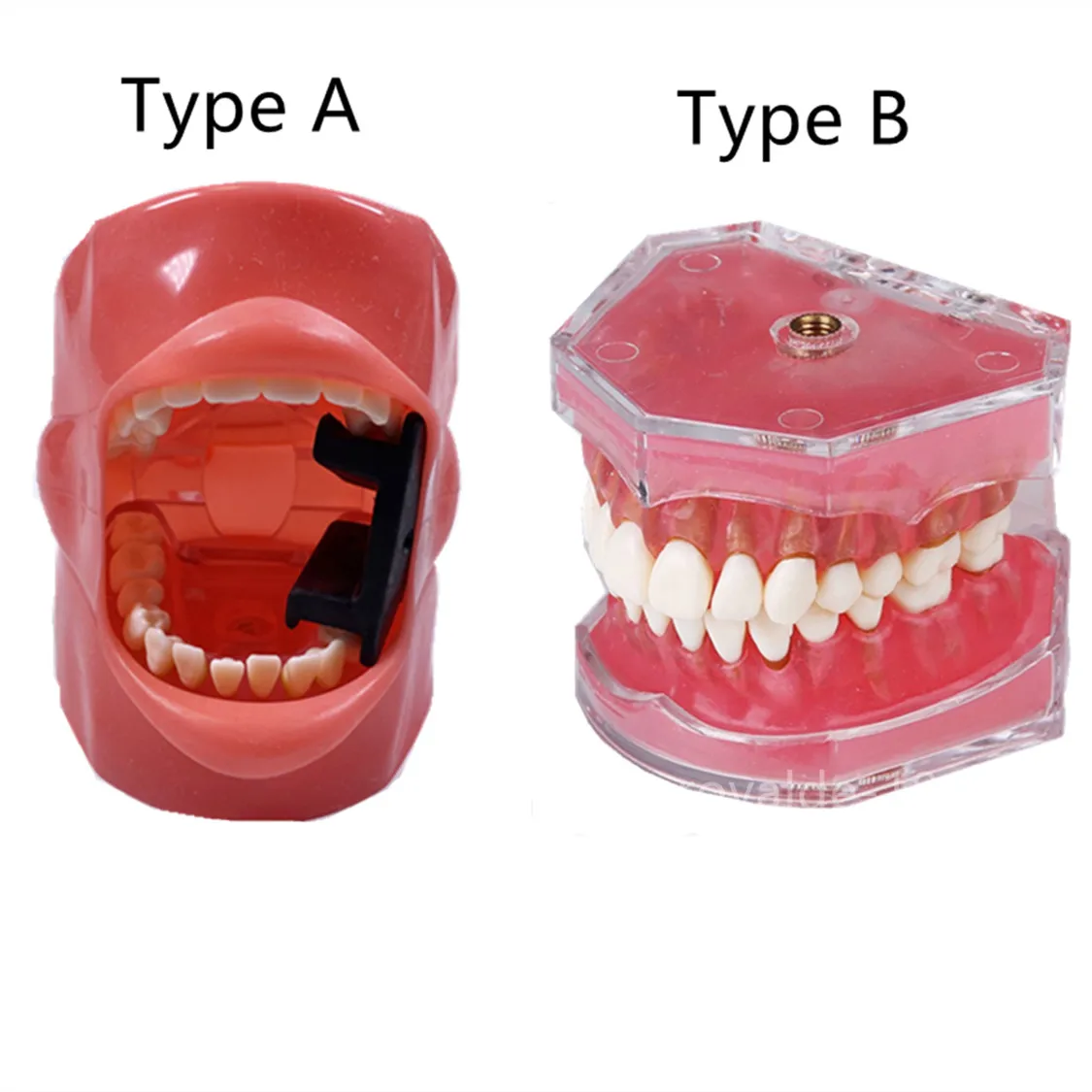 

Dental Study Model Teeth Extraction Removable Tooth Soft Gum Adult Typodont