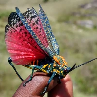 locust malagasy grasshopper phymateus saxosus undeveloped specimen true insect beetle home decoration accessories