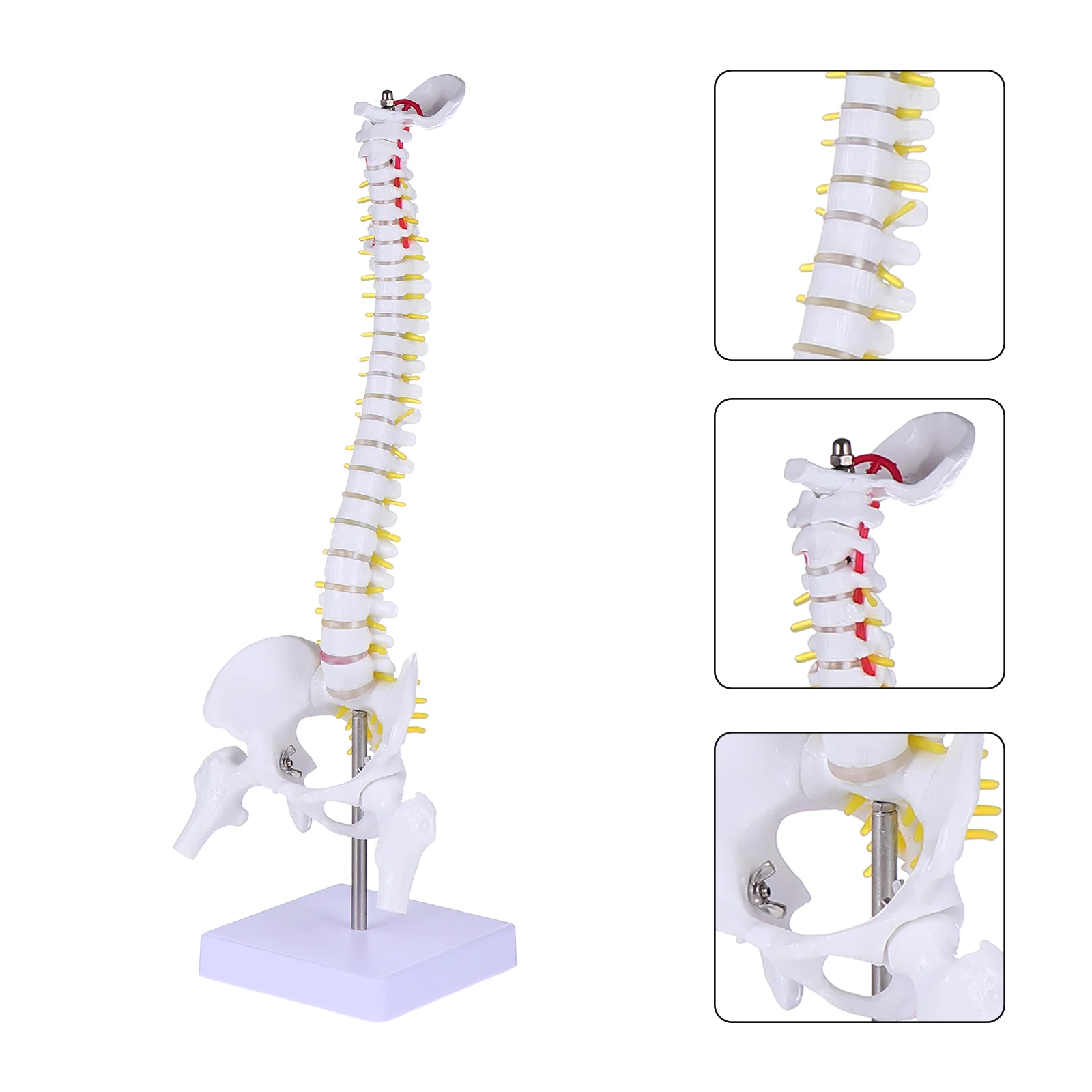 

Spine Model Medical Anatomy Tailbone Mannequin Training Cervical Doctor Spining
