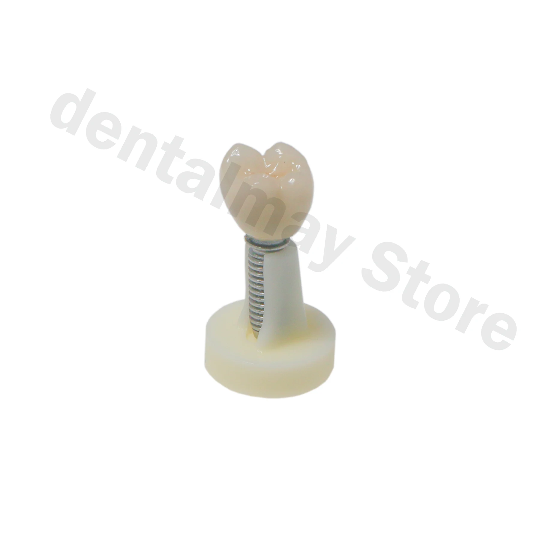 Стоматологическая керамическая модель короны 10*1 для демонстрации и сравнения