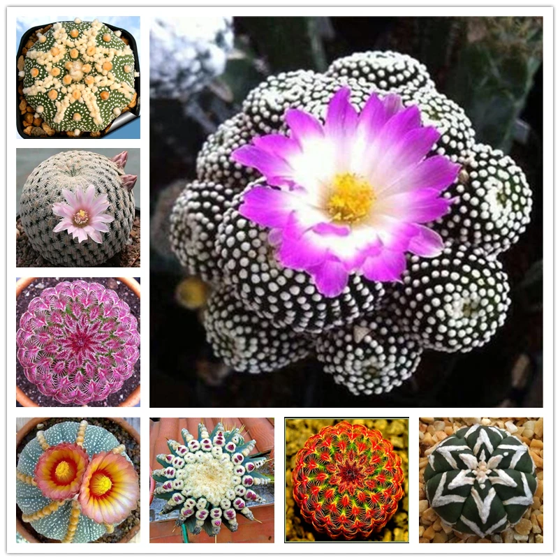 

100Pcs Exotic Sea urchin Cactus Seeds Wood Bathroom Cabinet Succulents Flower Home Furniture N3M-J