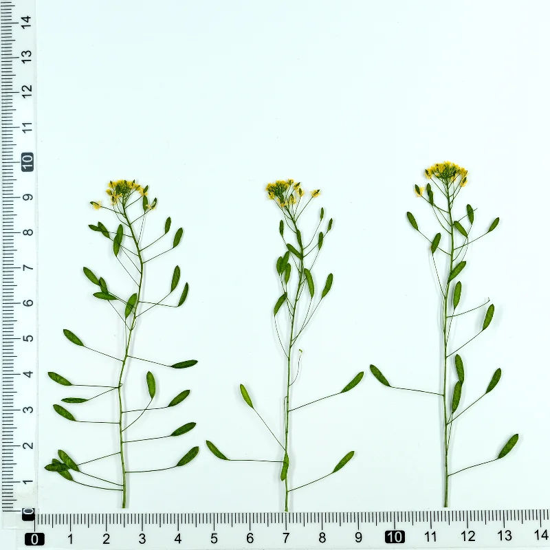 6-9 см/12 шт. натуральный прессованный цветок Draba nemorosa Дикая трава сухой сделай сам