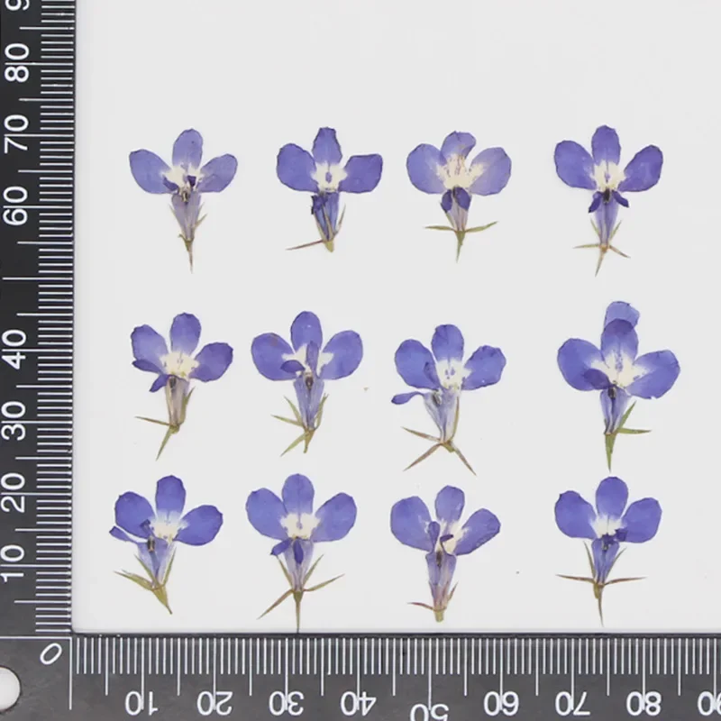 Прессованные лепестки лобелии NYAConfetti 1,5 см, 20 шт