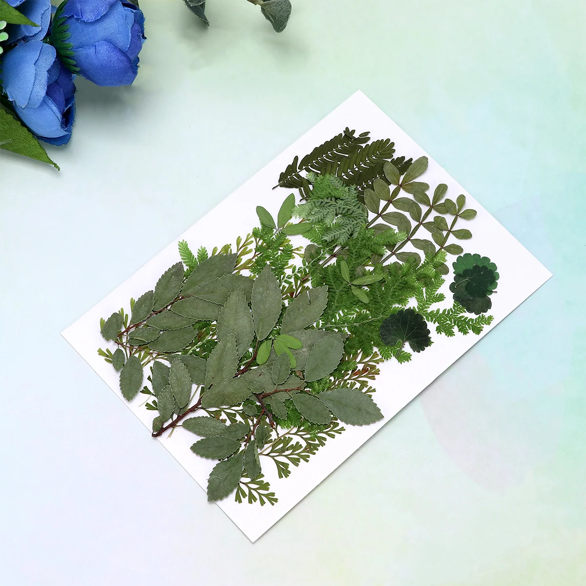 

Flowers Dried Pressed Leaves Flower Dry Leaf Making Diy Crafts Decoration Craft Party Resin Wedding Scrapbook Specimen Real