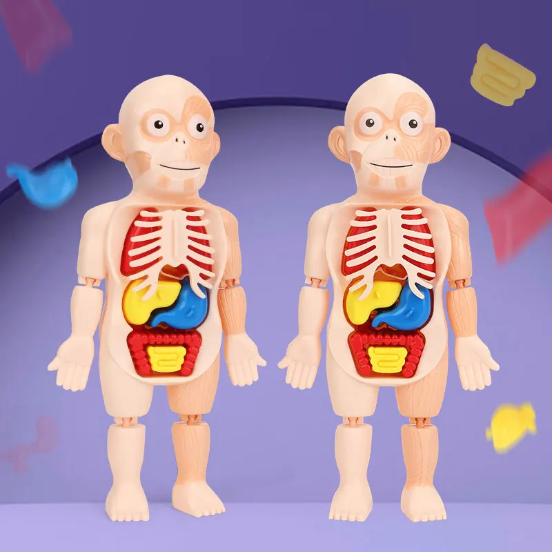 

Baby Toys Montessori 3D Puzzle Human Body Anatomy Model Child Toy Educational Assembled Body Organ Teaching Child Toy Puzzles