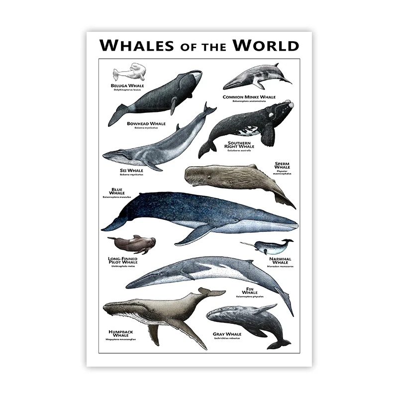 

Плакат «Киты мира», виды китов, иллюстрации, художественный принт, образовательный океан, настенная живопись на холсте, домашний декор для школы