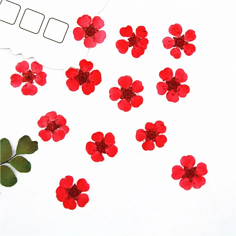 

Натуральные прессованные лепестки роз NYAConfetti