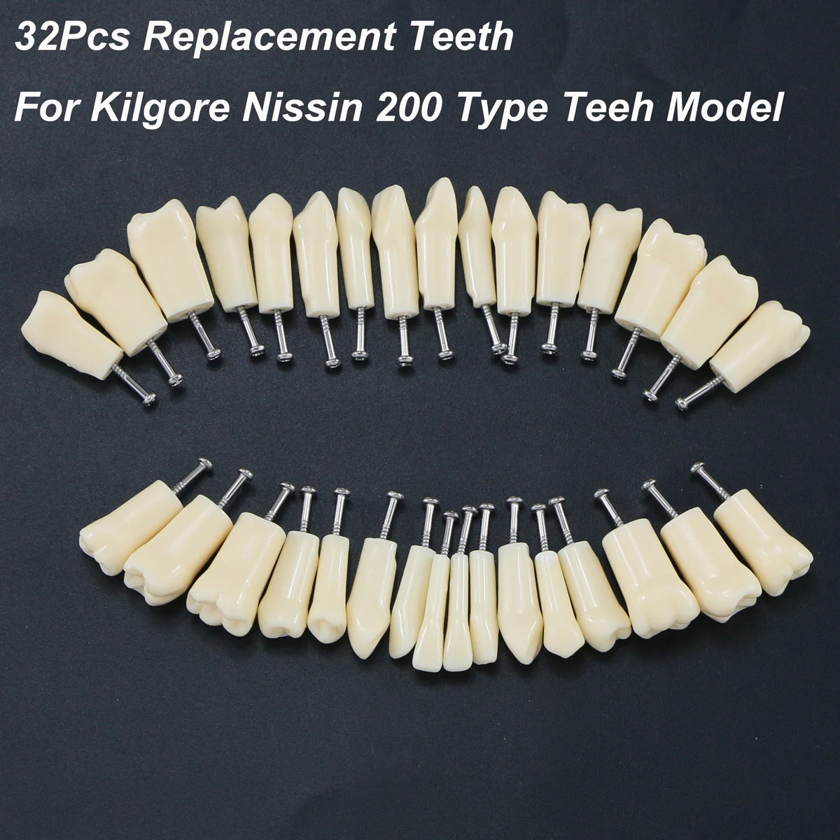 Dental Typodont Model With Removable Screw-in Teeth Kilgore NISSIN 200 Type 8012 32 Teeth images - 6