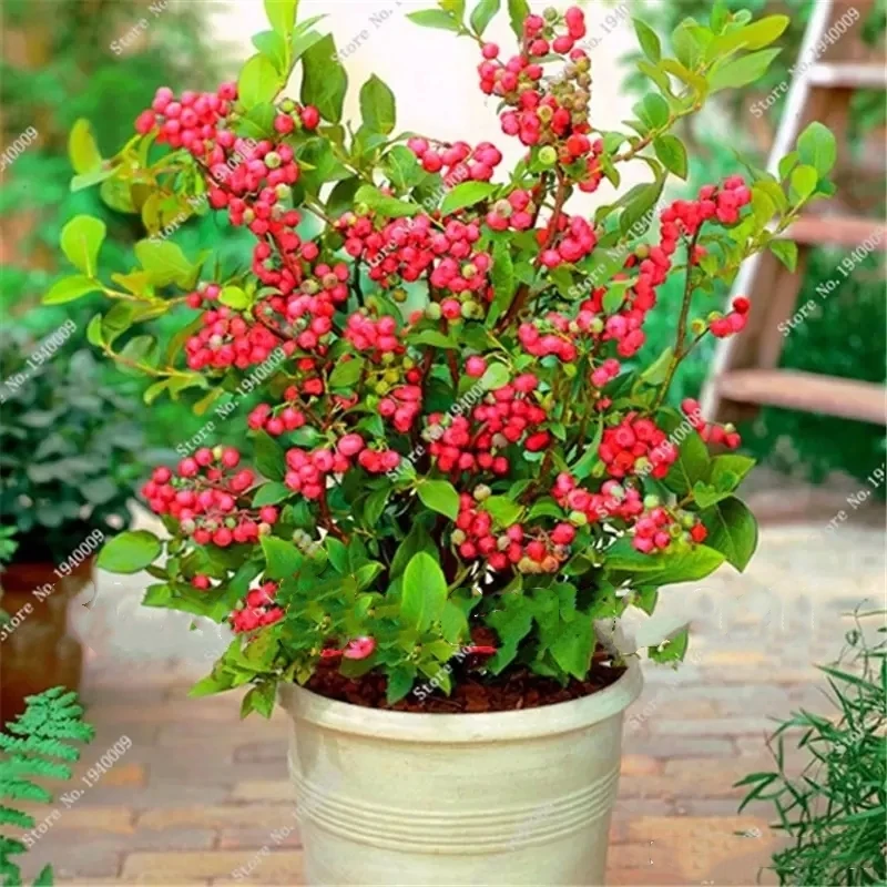 Ароматерапия с черникой ароматные растения фрукты ароматическая свеча 100 шт. -