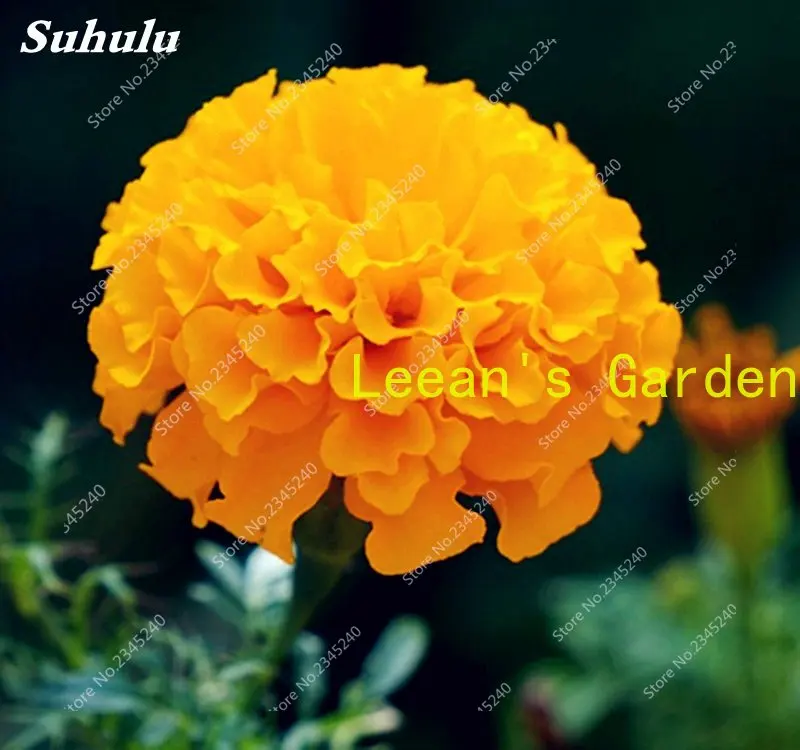 

100pcs Marigold Flower Plant Semillas for Home Fragrance Decor