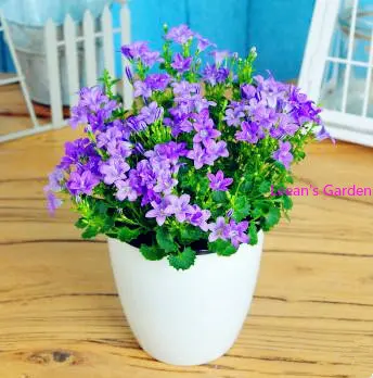 

1000 шт. Цветочные растения колокольчика для украшения дома