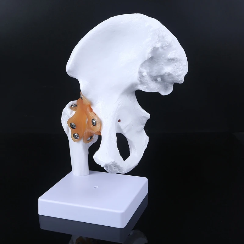 

Life Size Ligament Hip Joint Medical Anatomy Model Skeleton Teaching Tool