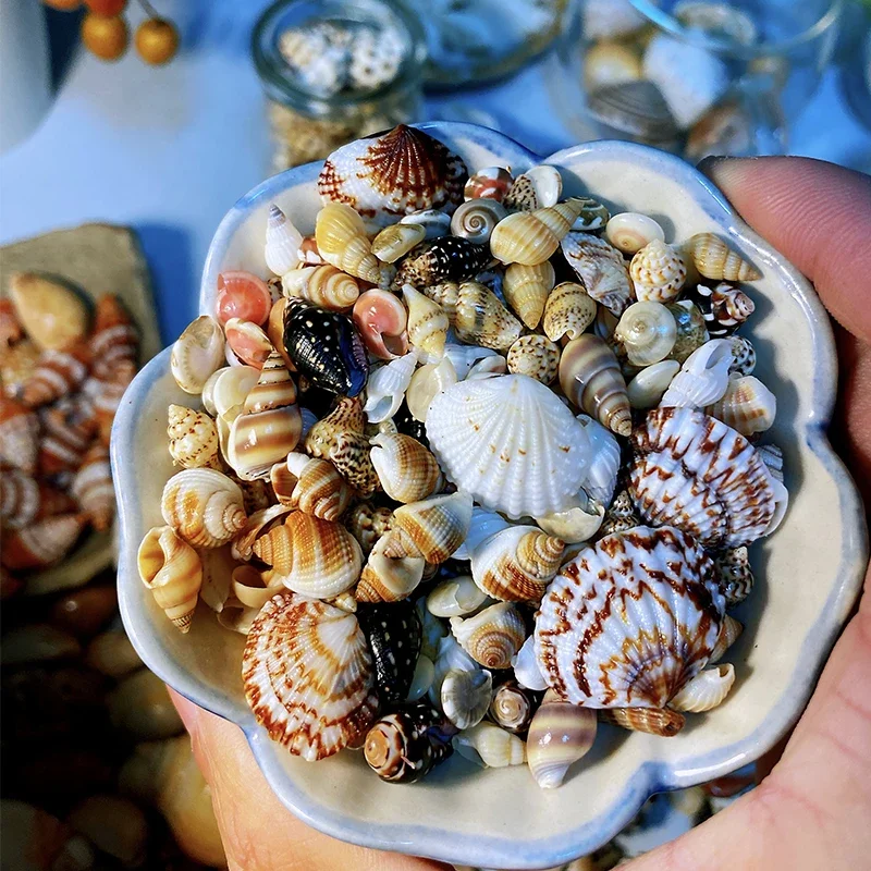 

Натуральные ракушки 400 шт