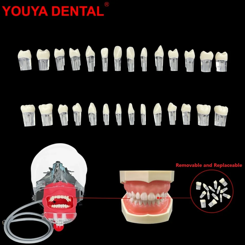 28 шт./набор эндододонтические зубы