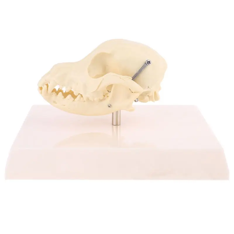 

Canine Dog Skull Model анатомический Скелет ветеринарный образец для обучения