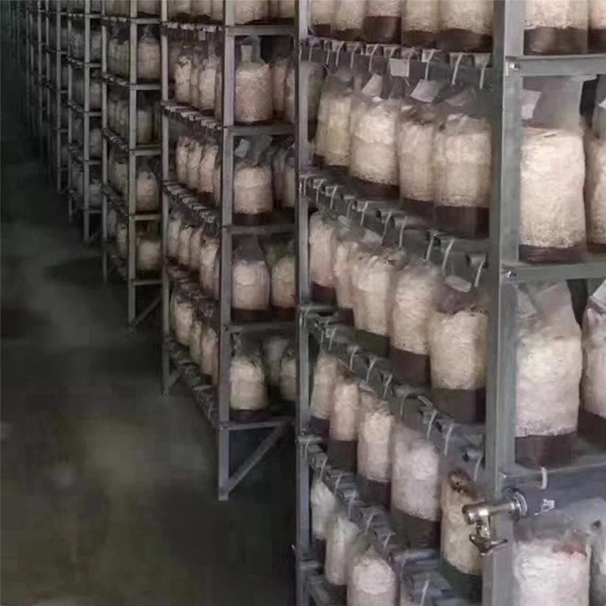 Пакеты для выращивания грибов 200 шт. пакеты 6 толстых пакетов 100 15X35 см и 15X50