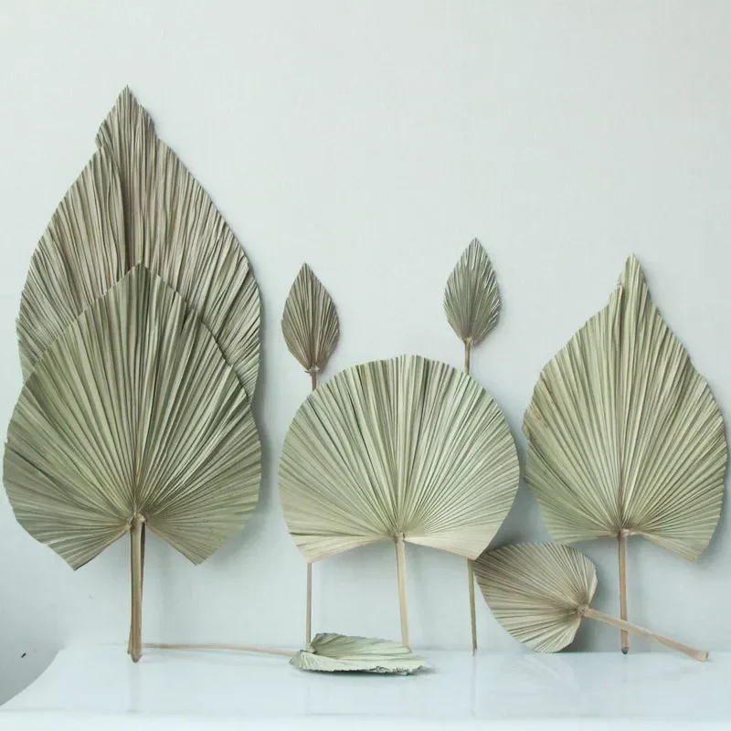 

Palm Fan Leaf Natural Dried Palm Leaf Pu Fan Leaf Dried Flower Window Party Art Wall Hanging Decoration Home shop wedding decor