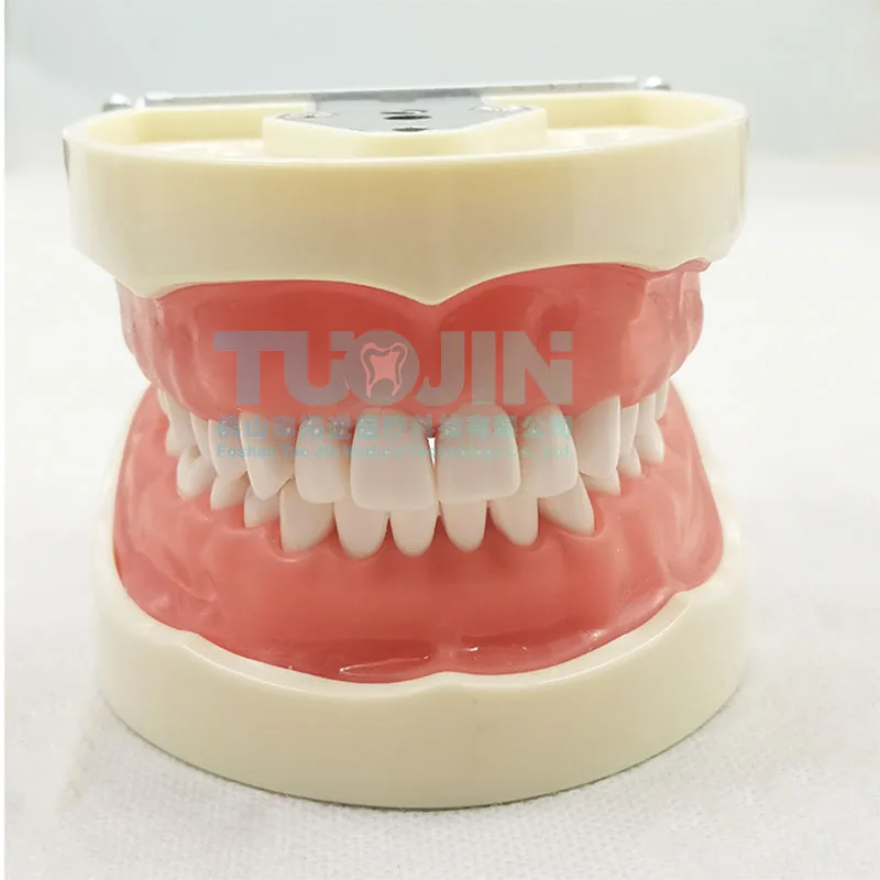 Зубная модель обучающая зубной резинки 32 шт. для обучения стоматологии