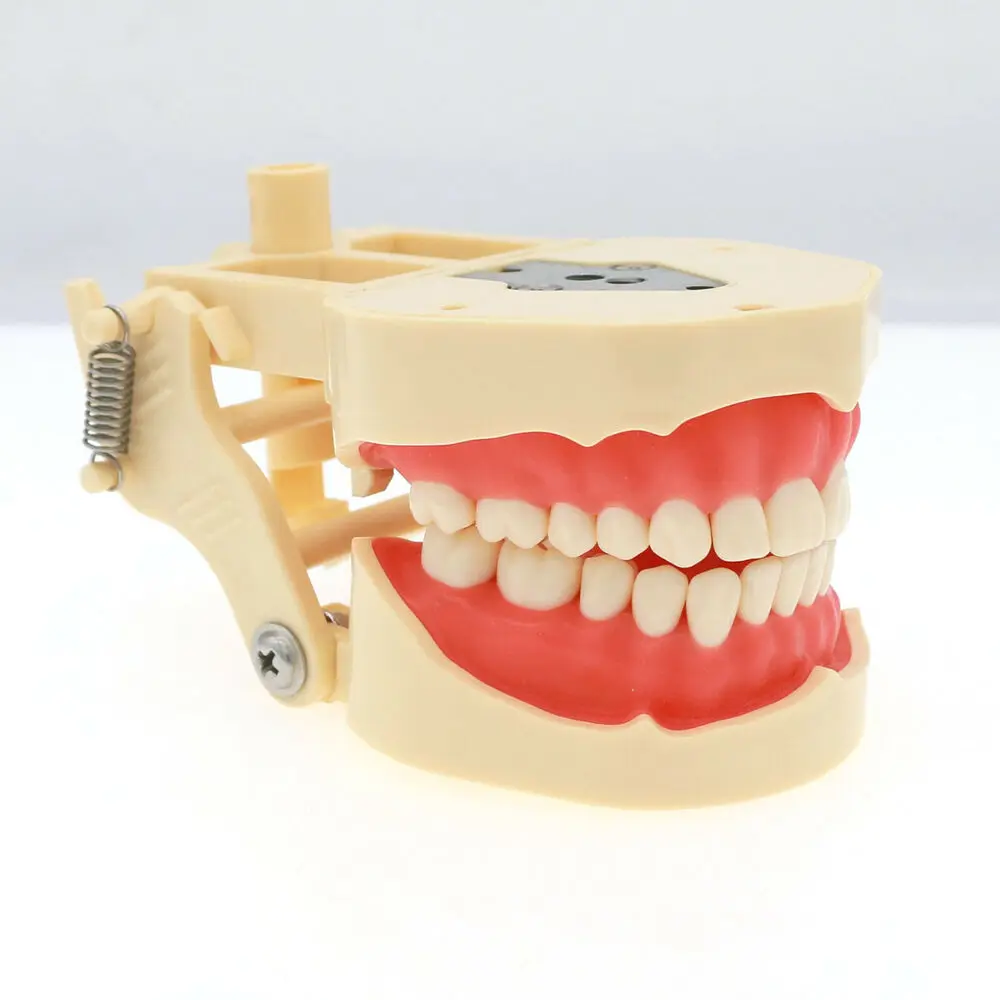 Frasaco ANA-4 Модель для восстановления зубов Typodont M8013 Съемные ввинчивающиеся зубы 28