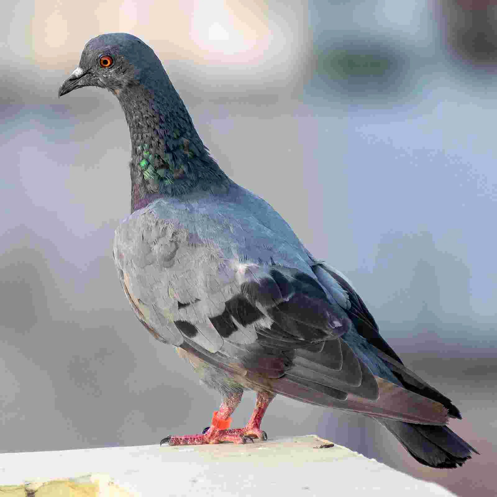 

Leg Bands Rings Foot Chicken Ring Bird Pigeon Parrot Identification Poultry Supplies Dove Baby Pigeons Chain Clip Duck Feet