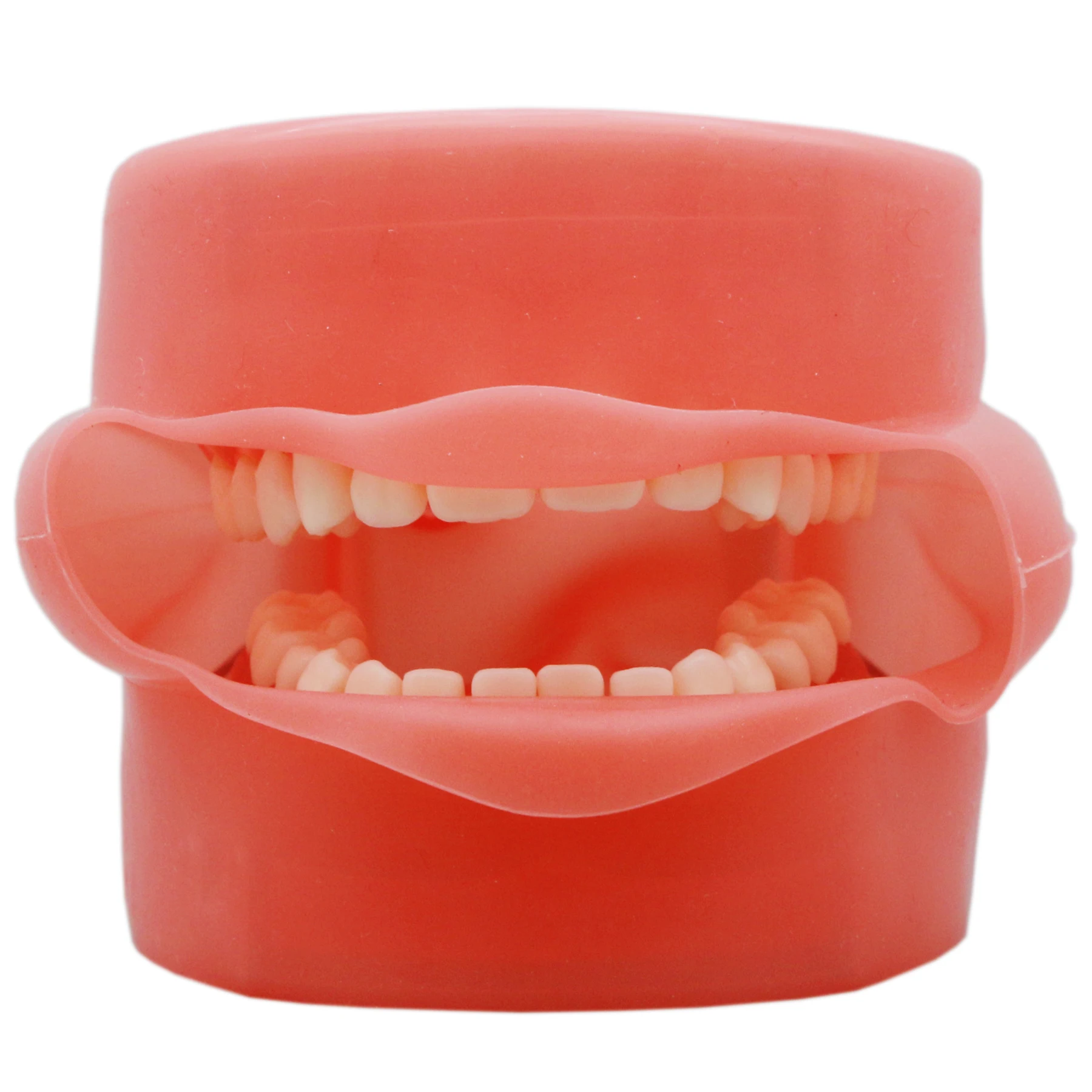 

Dental Practice Standard Adult 28Pcs Removable Teeth Model M7008 With Simulation Cheek Typodont Soft Gum For Study Teach