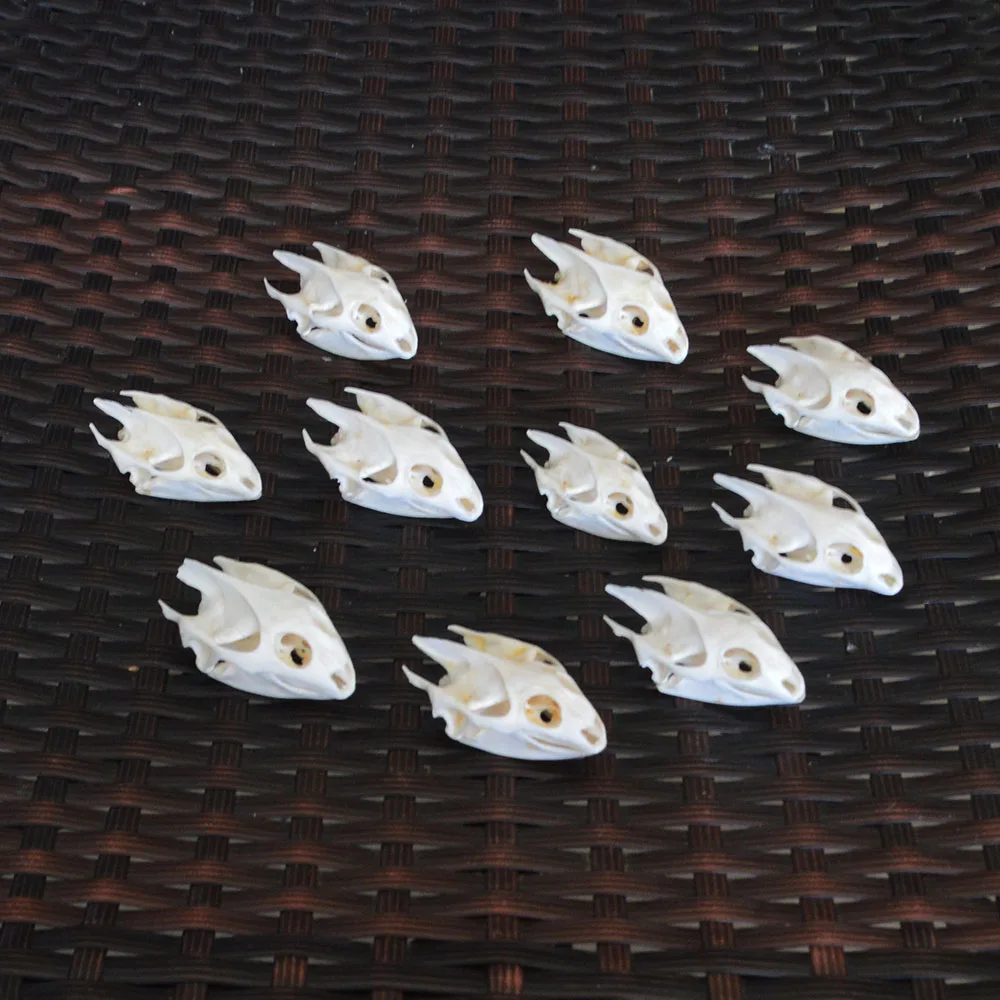 

10 шт. натуральный черепашный череп, ремесла, ювелирные изделия, развивающая таксидермия, оригинальное творчество