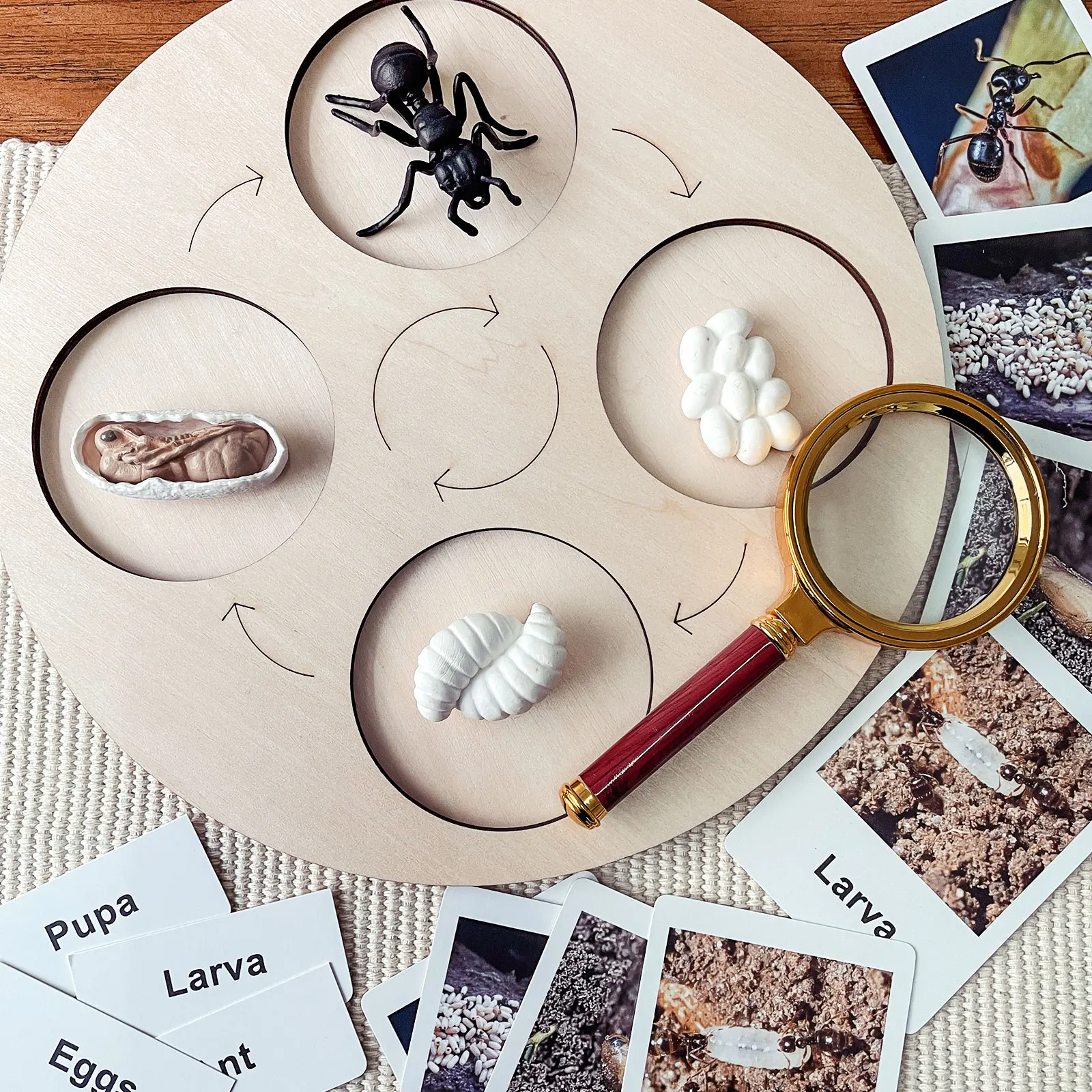 

Montessori Animal Life Cycle Matching Puzzle Growth Biology Learning Educational Toys For Children Botany Science Game G1684H