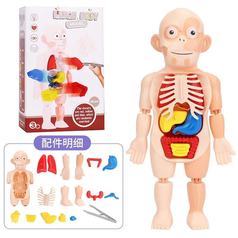 

Children's enlightenment science and education human organ model DIY assembled early education STEAM medical internal organs toy