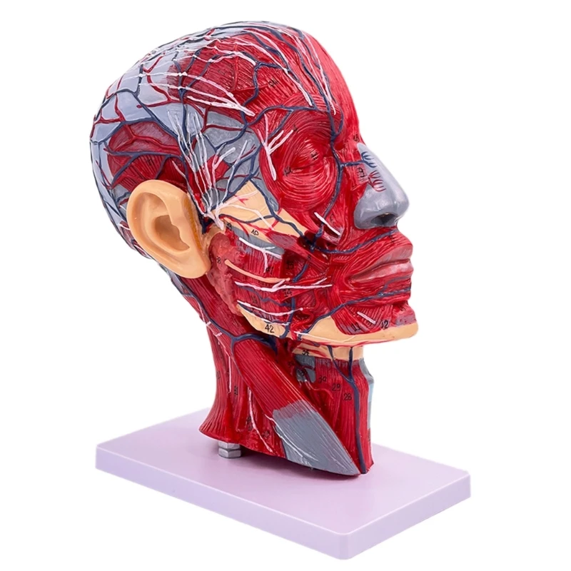 

Наполовину головы человека, нейроваскулярная модель с анатомической мышцей, модель головы для медицинского обучения, обучающий инструмент