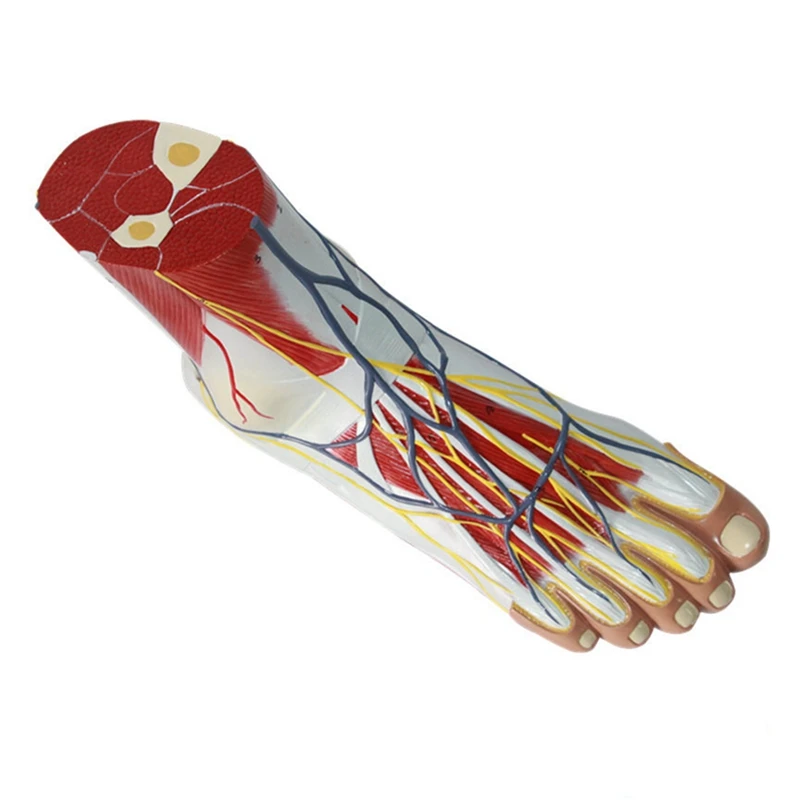 

Human Foot Anatomical Model 3 Parts with 32 Digital Signs Foot Muscles Ligaments Nerves Vessels Teaching Display