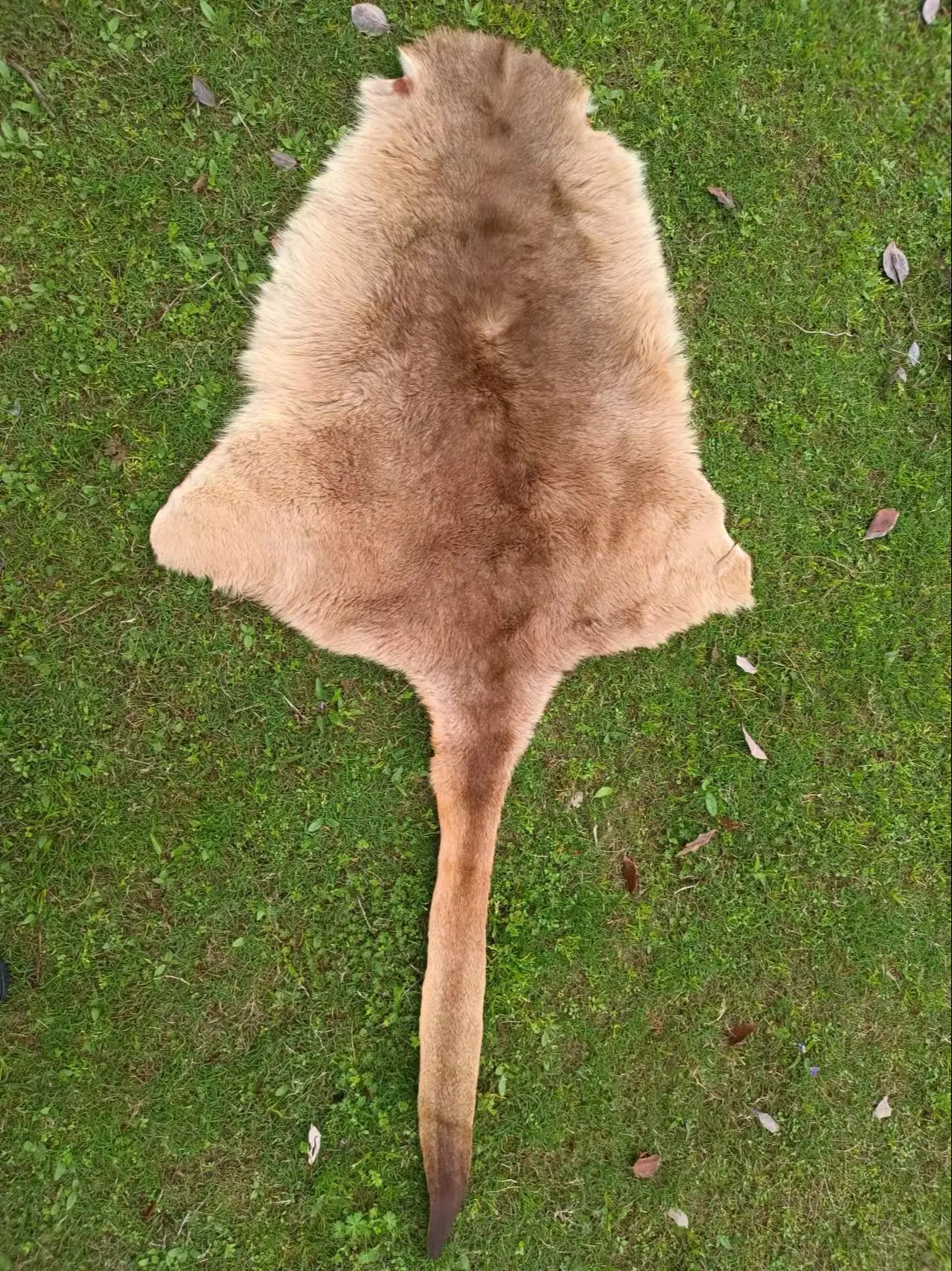

Kangaroo Leather DIY Fur Decoration Kangaroo Leather Decoration Craft Home Decor Toy Gift