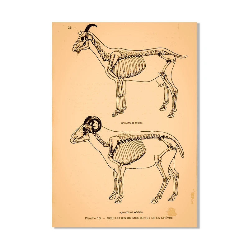 

Ветеринарные плакаты по анатомии животных wall's tale