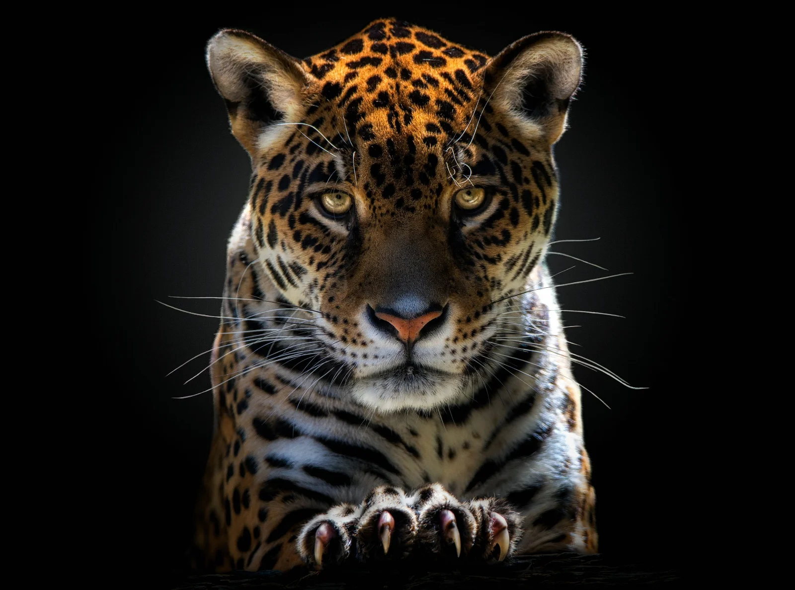

NEW Leopard Wild Animal Art Picture Print Silk Poster Home Wall Decor