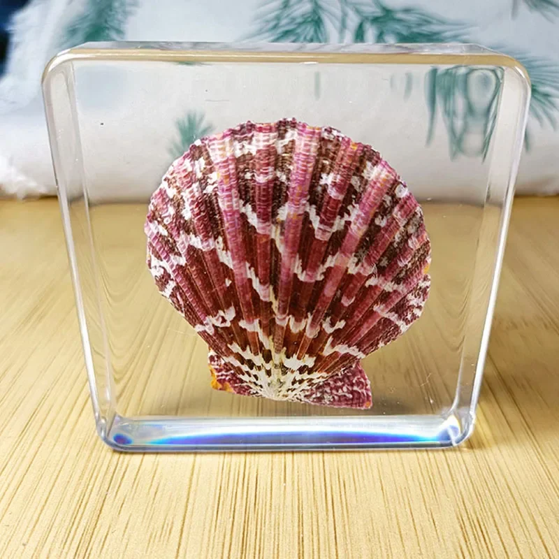 Настоящие образцы насекомых запечатанные жуки раковины завернутые в смолу