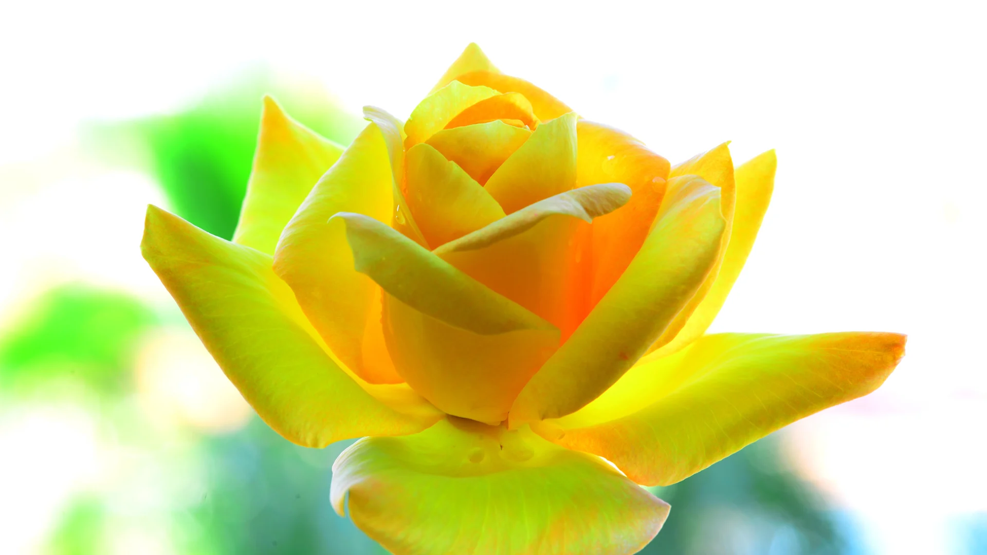 

Алмазная живопись, цветок, 5d, мозаика «сделай сам», полностью квадратная, круглая, алмазная вышивка Стразы, алмазная вышивка, картины