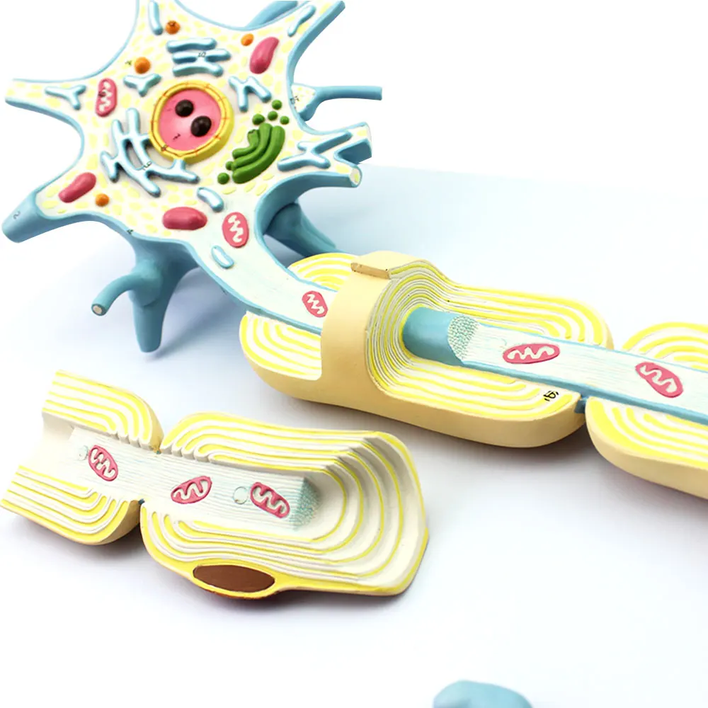 

Medical neuron cell body nerve fiber structure magnification model Medical brain solution neurology 2 parts