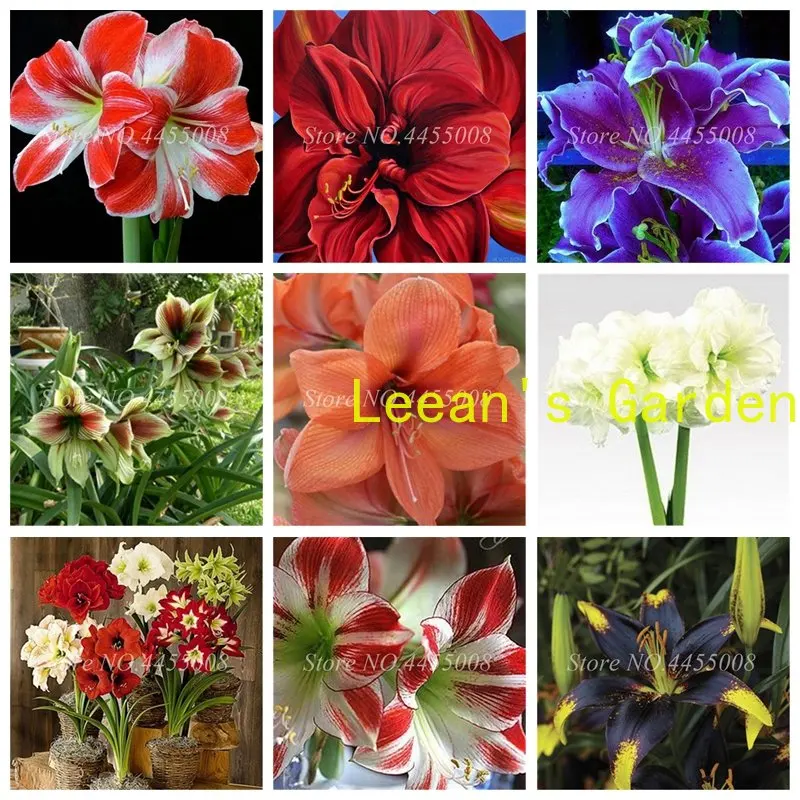 

Цветок с ароматом Amaryllis, 100 шт. SS, бесплатная доставка