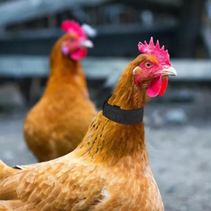 

New in No Crow Rooster Collar Chicken Duck Collar Anti-hook Noise Free Neckband Collars Supplies Home Pet Poultry Training Colla
