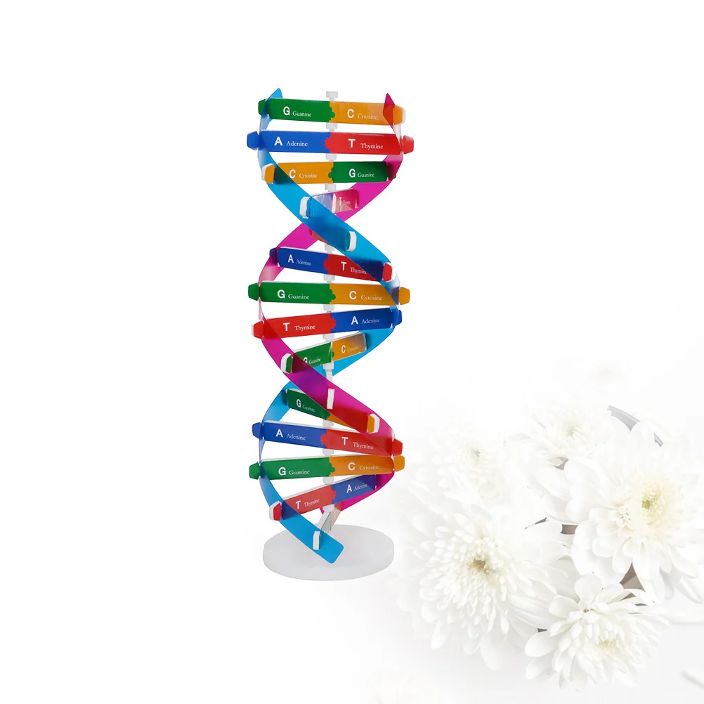 

Dna Model Helix Science Double Kitteachingstructure Models Display Educational Genes Learning Stand Classroom Decor Biological