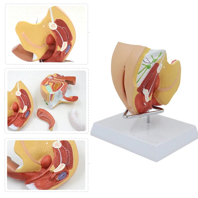 Female Reproductive System Model Genital Organs Anatomy Uterus Bladder Anatomical Model Educational Equipment Medical Sciences