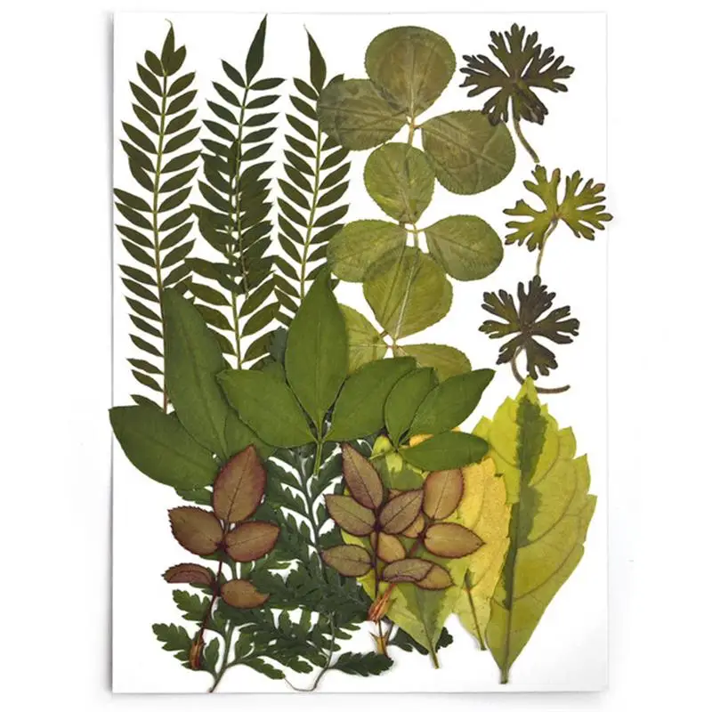 

Набор сухоцветов для декорирования