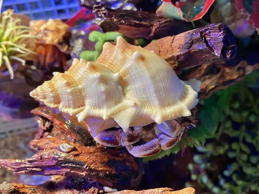 2 шт. ракушки для украшения аквариума