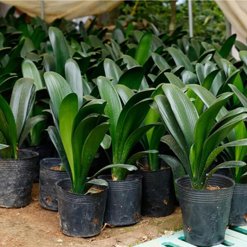 500 шт. пластиковые контейнеры для выращивания растений 8x8 см