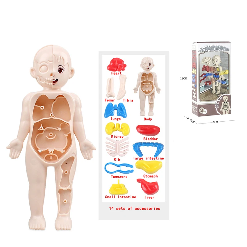 

New Building Blocks Set Children Science and Education Human Body Organ Puzzle Model DIY Assembled Medical Early Education Toys